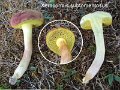Xerocomus subtomentosus-amf354-1